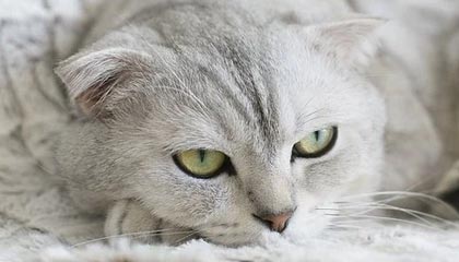 AYX官网-体育新闻中心推动基层体育数字内容生态建设，体育产业数字化